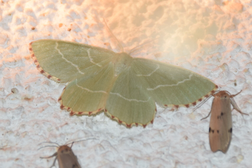 Thalera fimbrialis - csipkésszélű zöldaraszoló