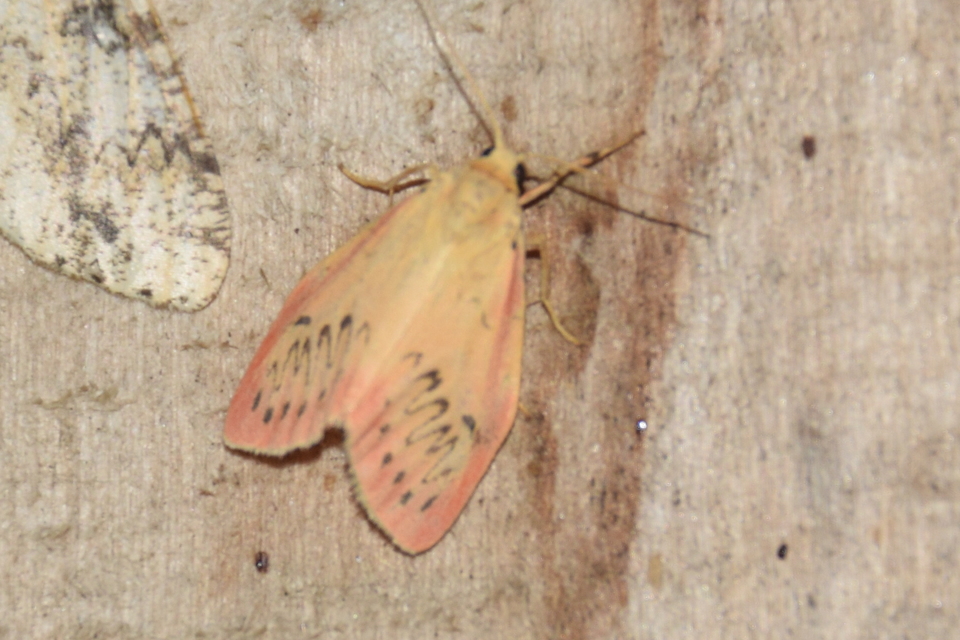 Miltochrista miniata - piros medvelepke