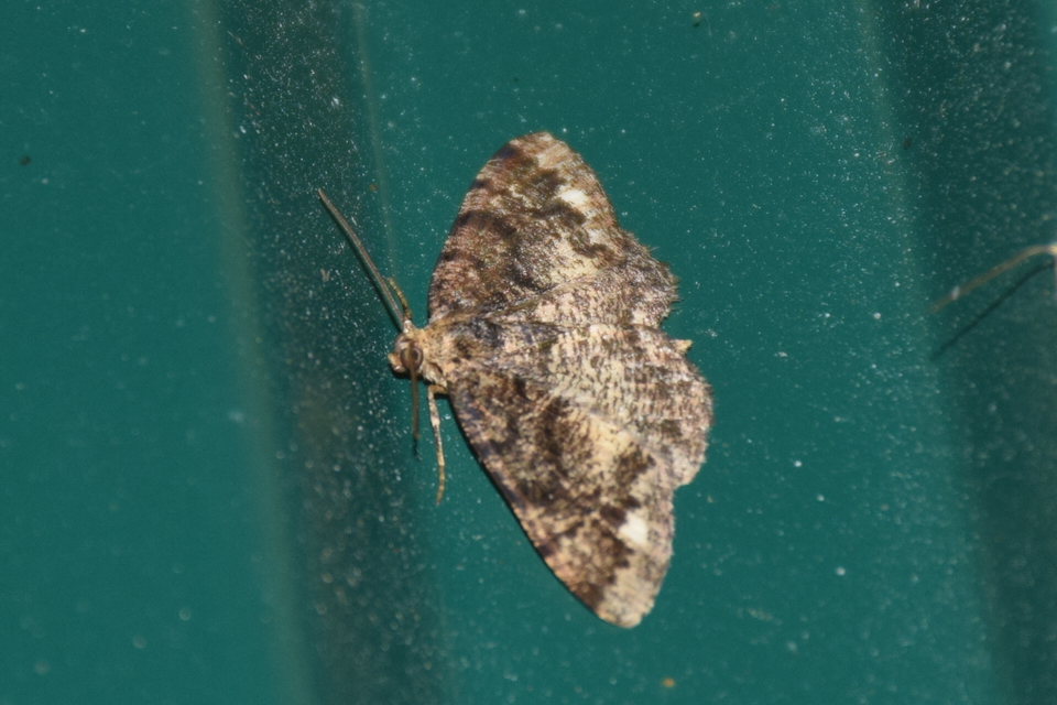Parectropis similaria - barna zuzmóaraszoló