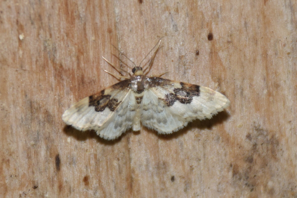 Idaea rusticata - tarka apróaraszoló