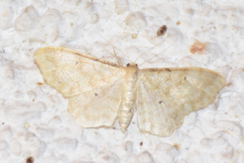 Idaea fuscovenosa - szürkeszélű apróaraszoló