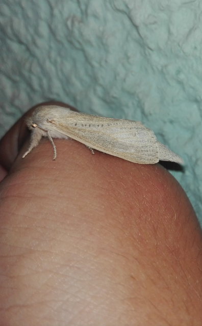 Phragmataecia castaneae - nádfúrólepke