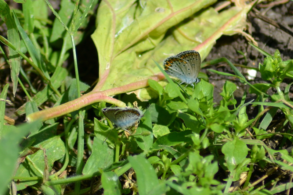 Plebejus argyrognomon - tintakék boglárka