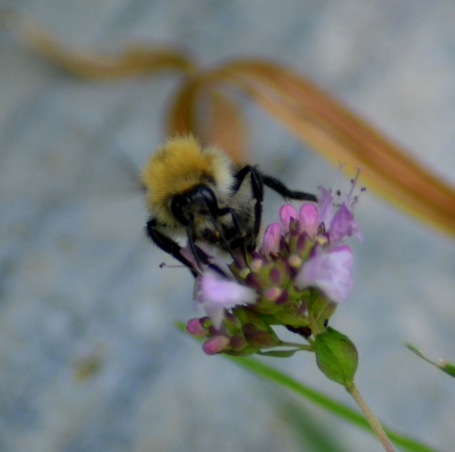 Bombus - poszméhek