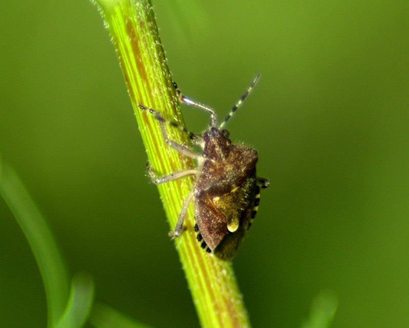 Dolycoris baccarum - közönséges bogyómászó-poloska Dolycoris baccarum - közönséges bogyómászó-poloska