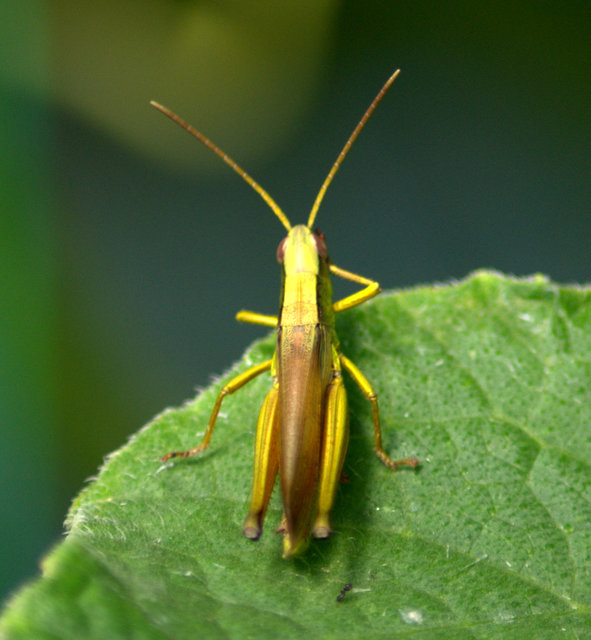 Chrysochraon dispar - aranyos sáska