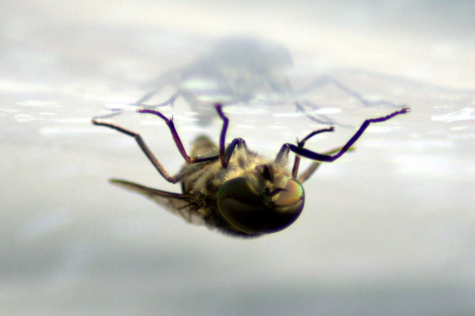 Tabanus