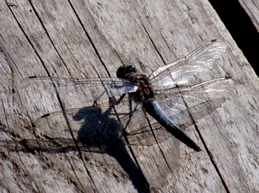Orthetrum cancellatum - feketefarkú pásztorszitakötő