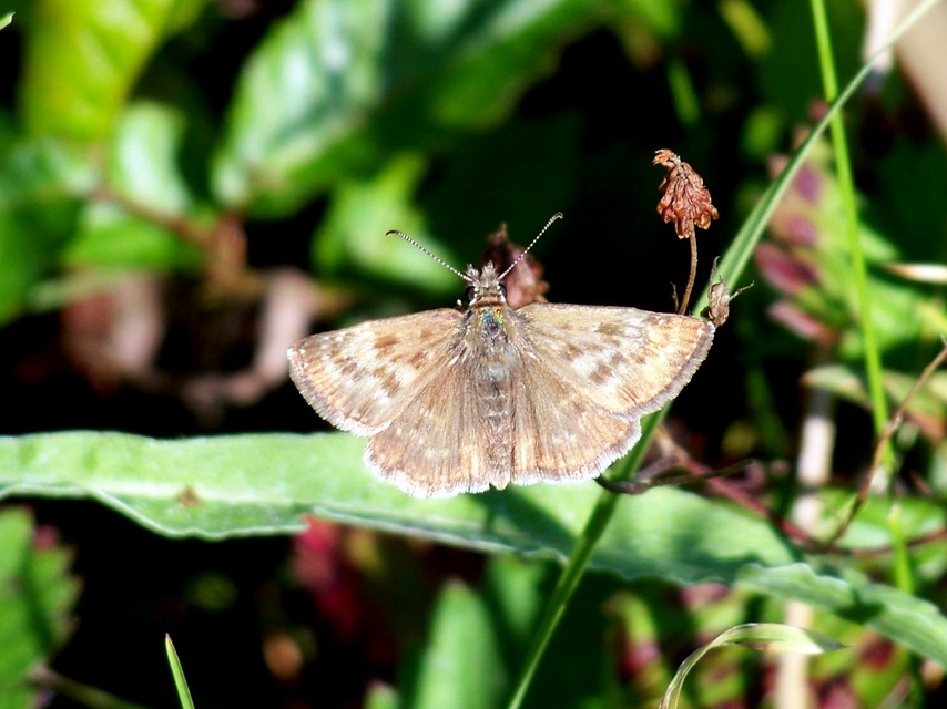 Erynnis tages - cigánylepke