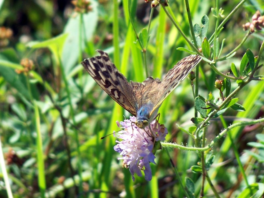 Argynnis paphia - nagy gyöngyházlepke