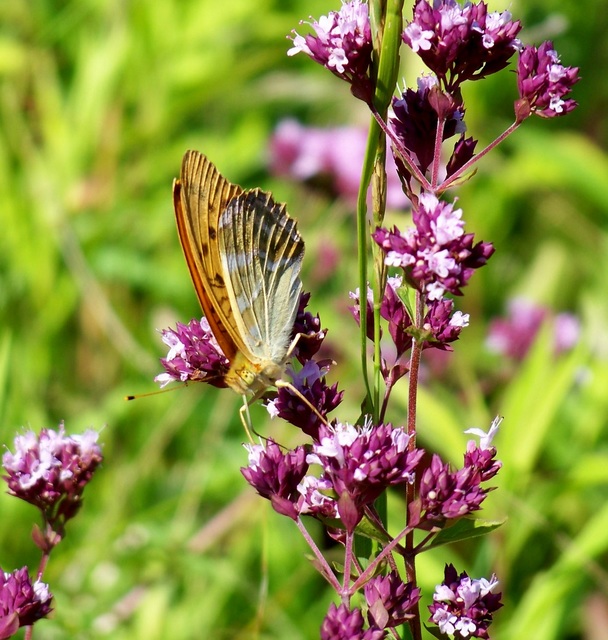 Argynnis paphia - nagy gyöngyházlepke