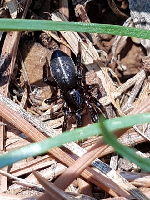 Gnaphosidae - kövipókok