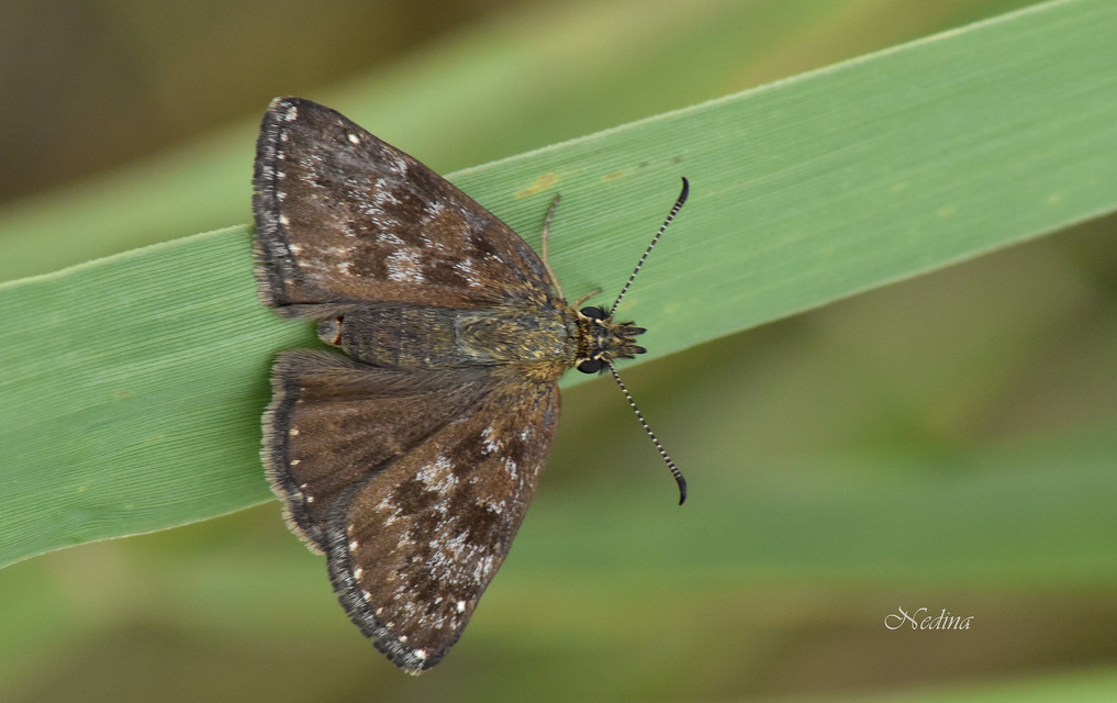 Erynnis tages - cigánylepke