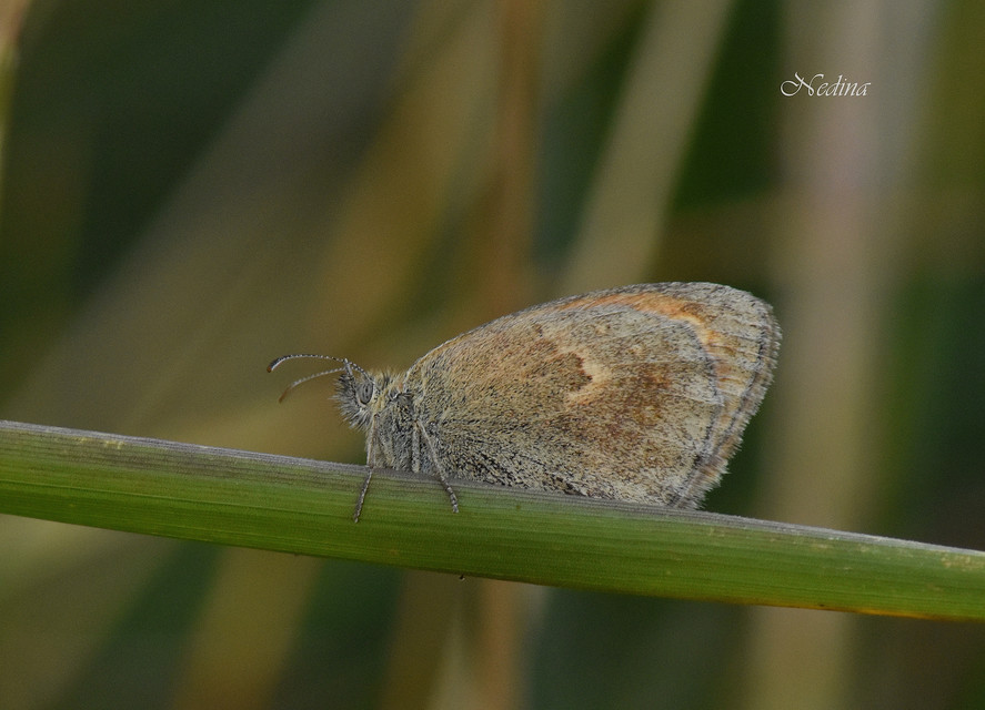 Coenonympha pamphilus - kis szénalepke