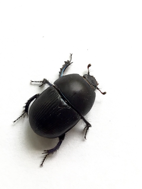 Geotrupes spiniger - közönséges álganéjtúró