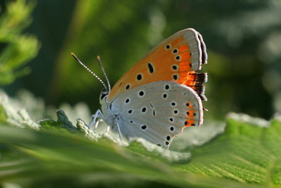 Lycaena dispar rutilus - nagy tűzlepke