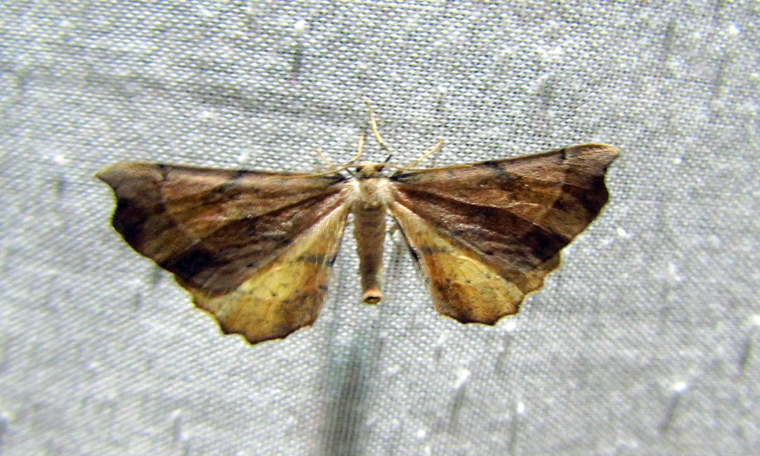 Artiora evonymaria - kecskerágó-araszoló