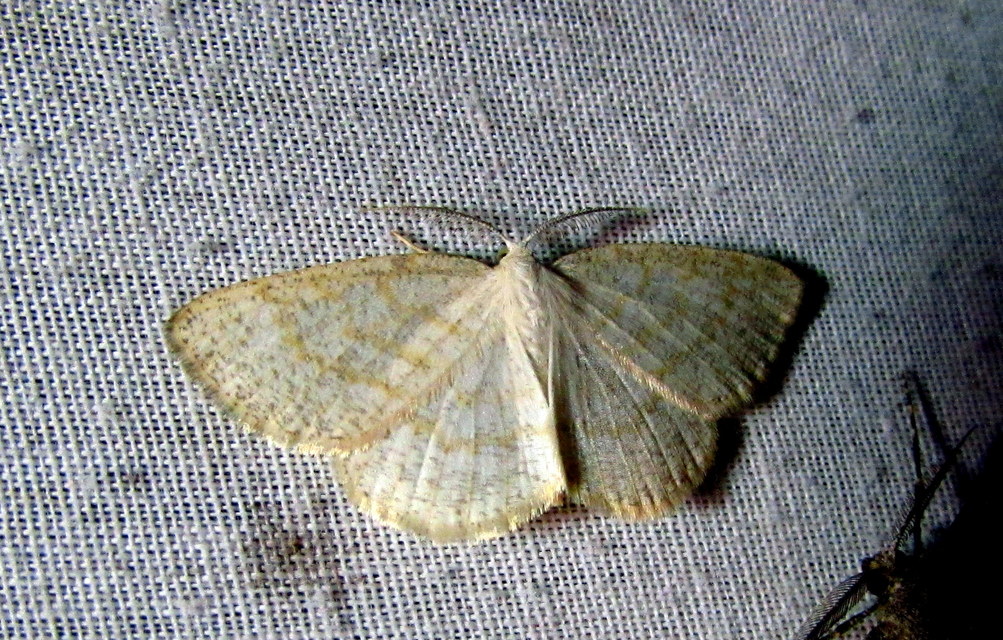Cabera exanthemata - pettyes égeraraszoló
