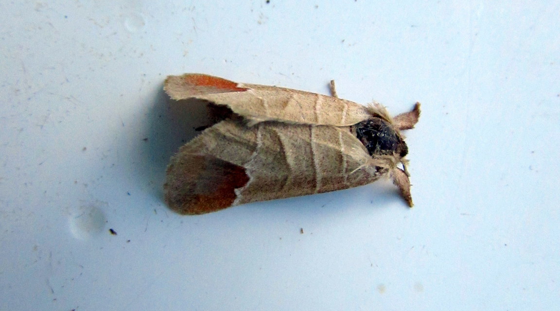 Clostera curtula - rövidszárnyú levélszövő