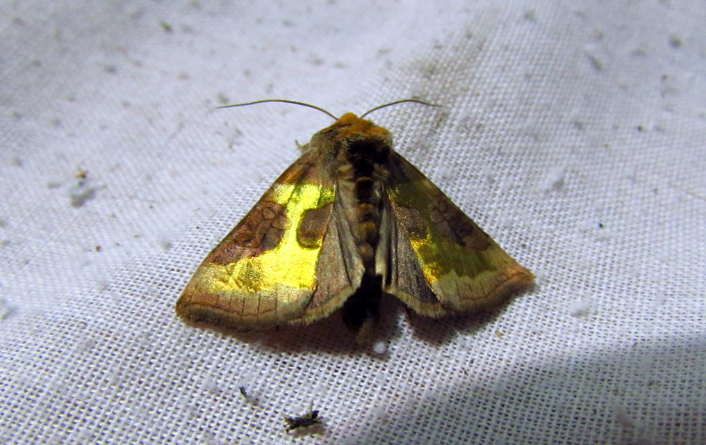 Diachrysia stenochrysis - rejtőző aranybagoly