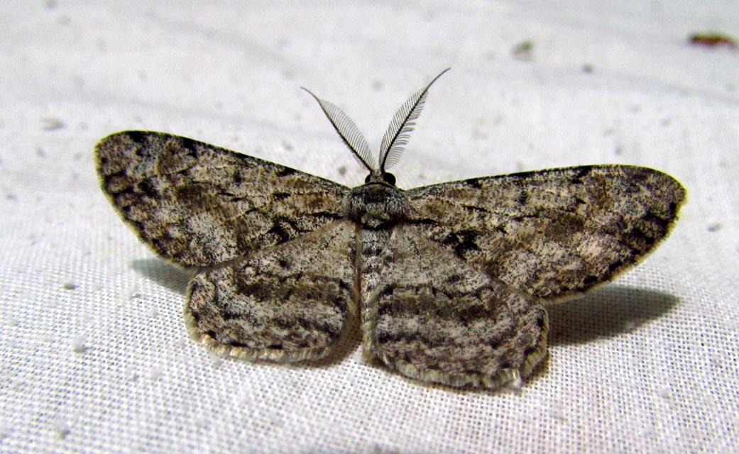 Hypomecis roboraria - nagy tölgyfaaraszoló