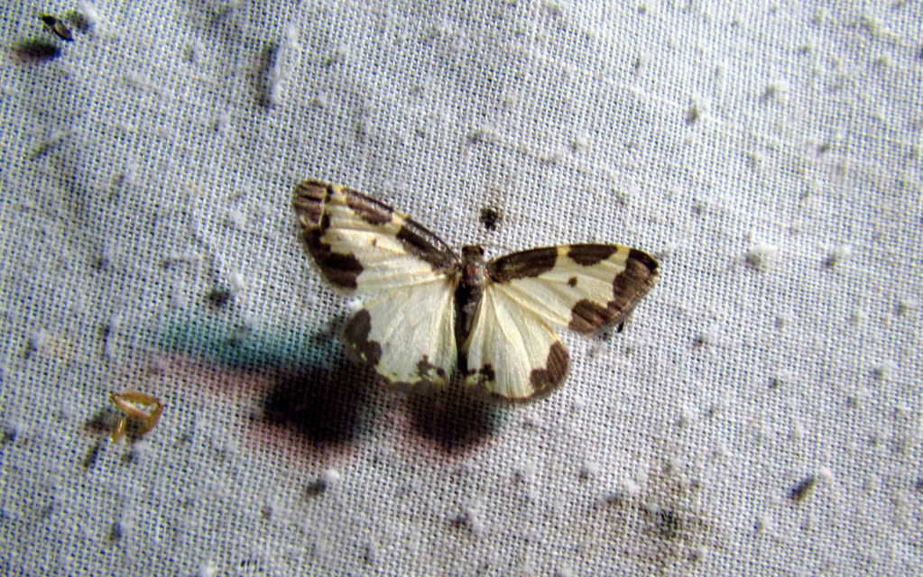 Lomaspilis marginata - szegélyes nyárfaaraszoló