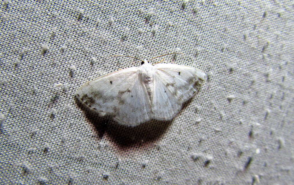 Lomographa temerata - foltos fehéraraszoló