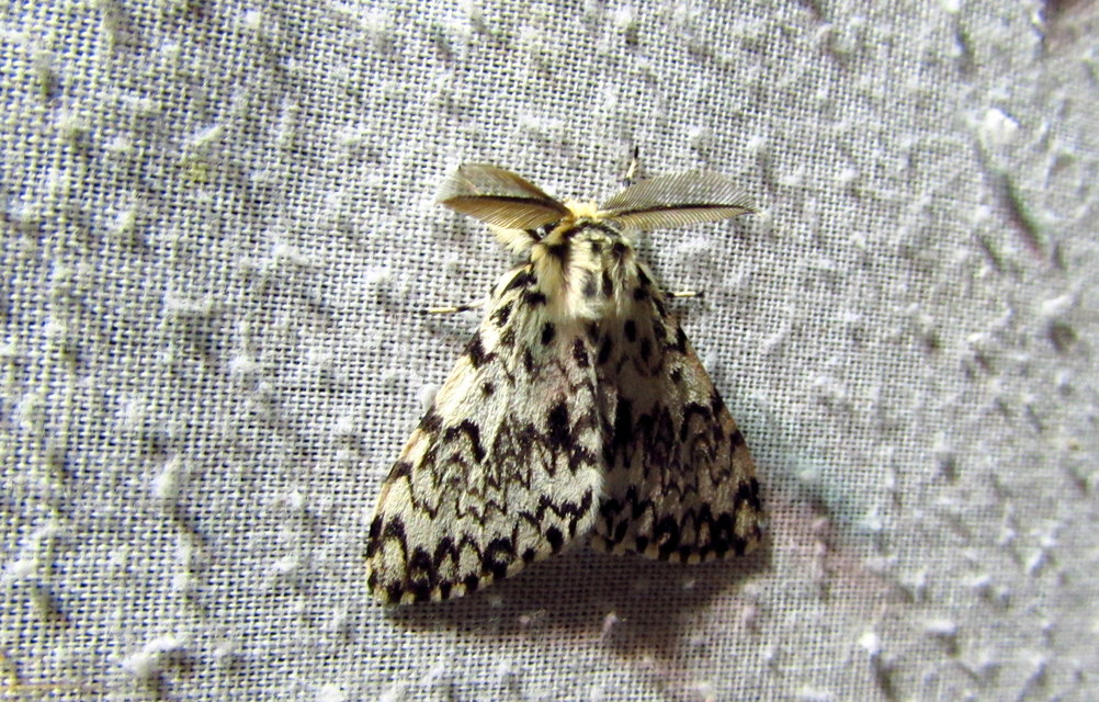 Lymantria monacha - apácalepke