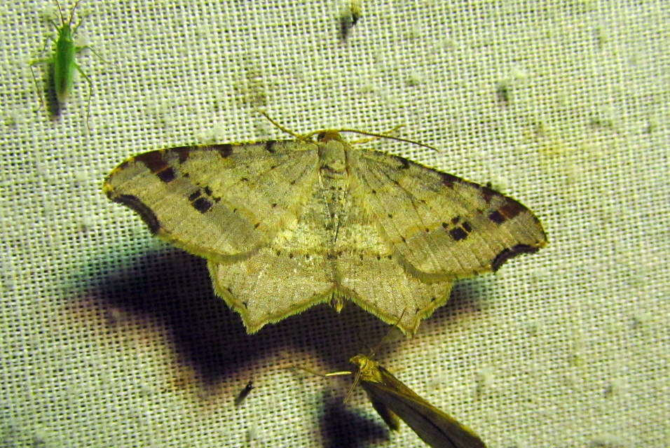 Macaria alternata - közönséges szürkearaszoló
