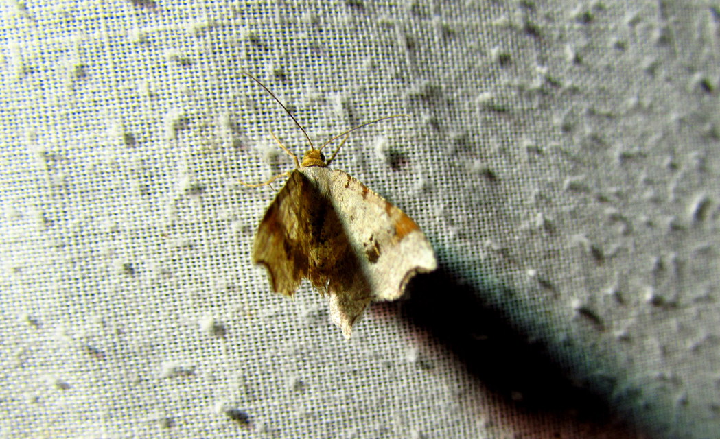 Macaria alternata - közönséges szürkearaszoló