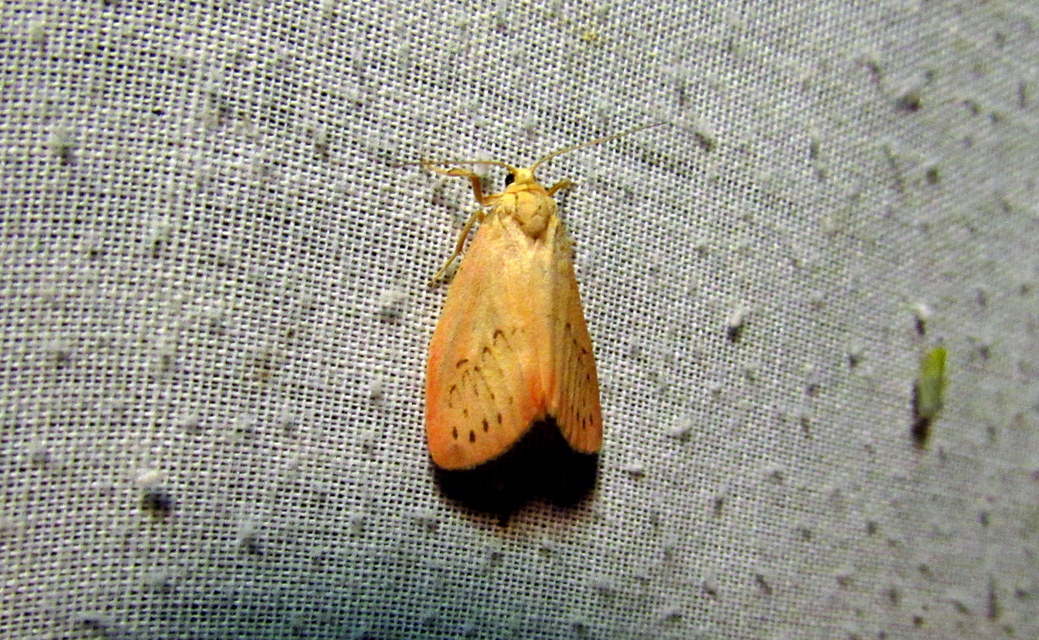 Miltochrista miniata - piros medvelepke