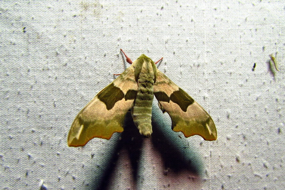 Mimas tiliae - hársfaszender