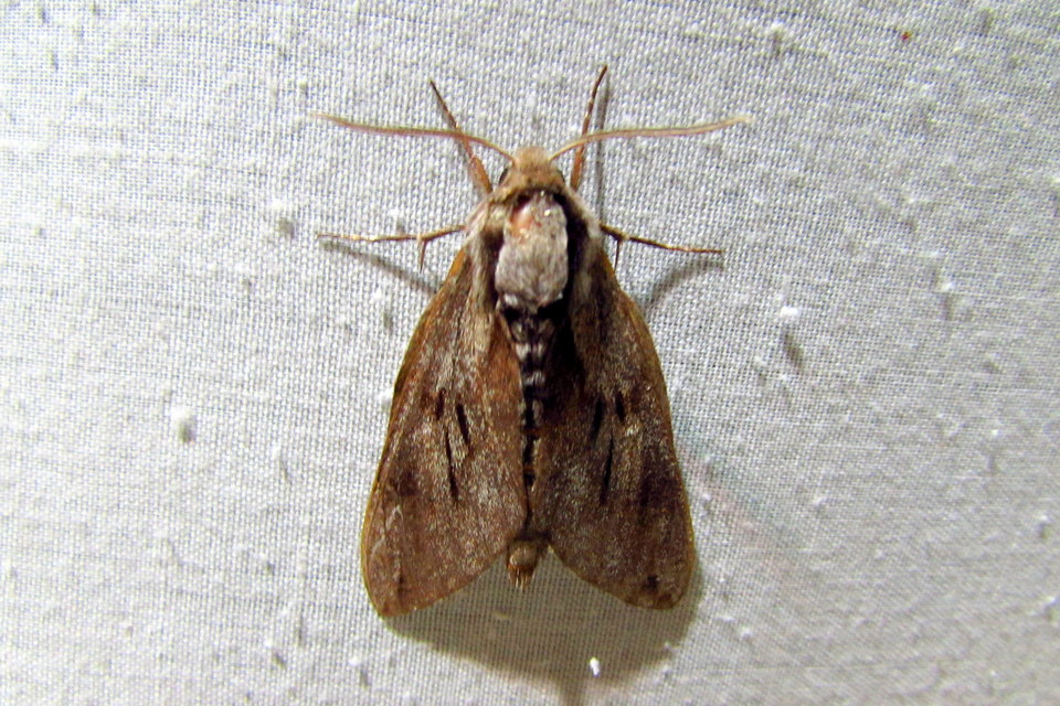 Hyloicus pinastri - fenyőszender