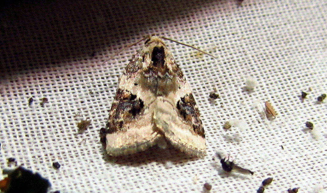 Pseudeustrotia candidula - fehéres apróbagoly