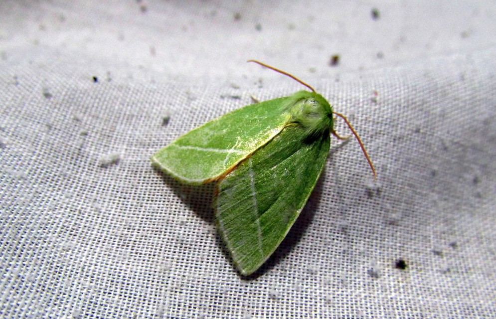 Pseudoips prasinana - bükkfa-zöldbagoly