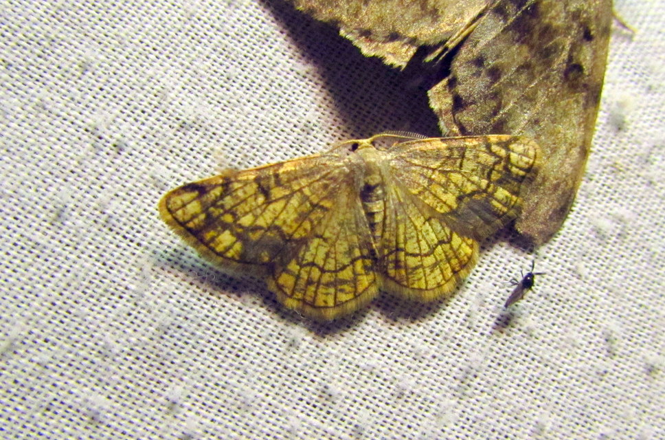 Stegania dilectaria - fehérnyár-araszoló