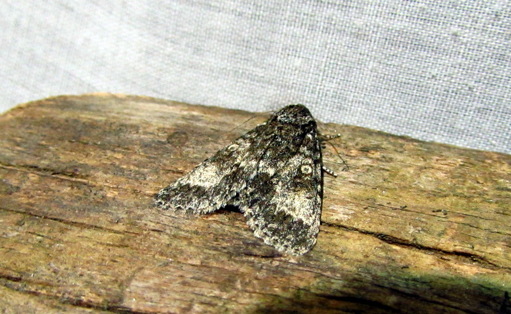 Acronicta megacephala - nagyfejű szigonyosbagoly