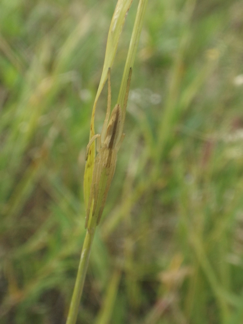 Tibellus