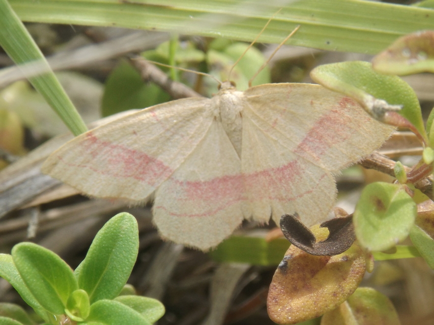 Rhodostrophia vibicaria - pirosszélű araszoló