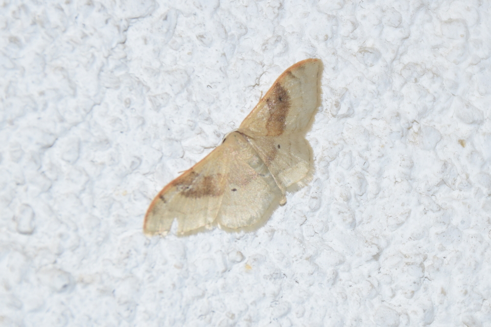 Idaea degeneraria - barnasávos araszoló