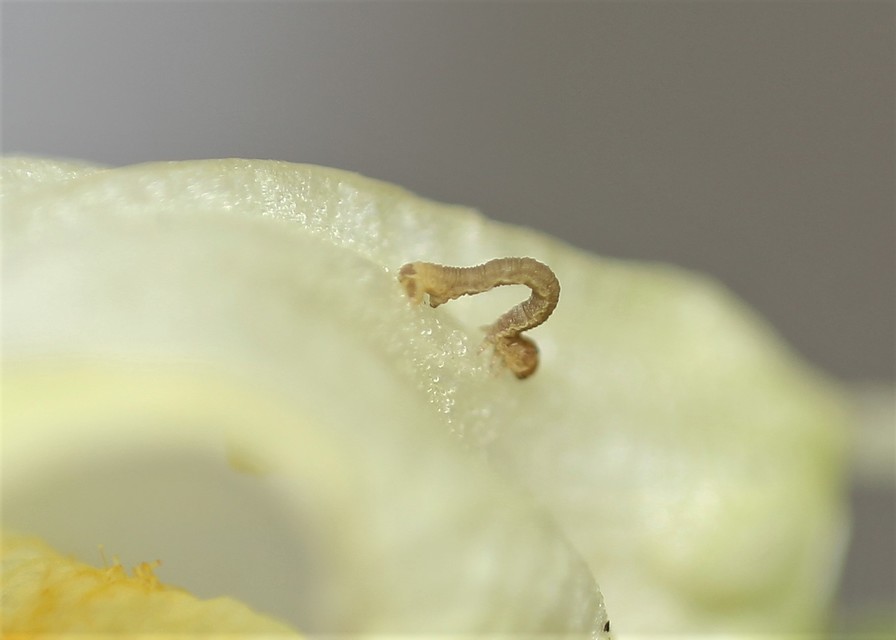Eupithecia centaureata - búzavirág-törpearaszoló