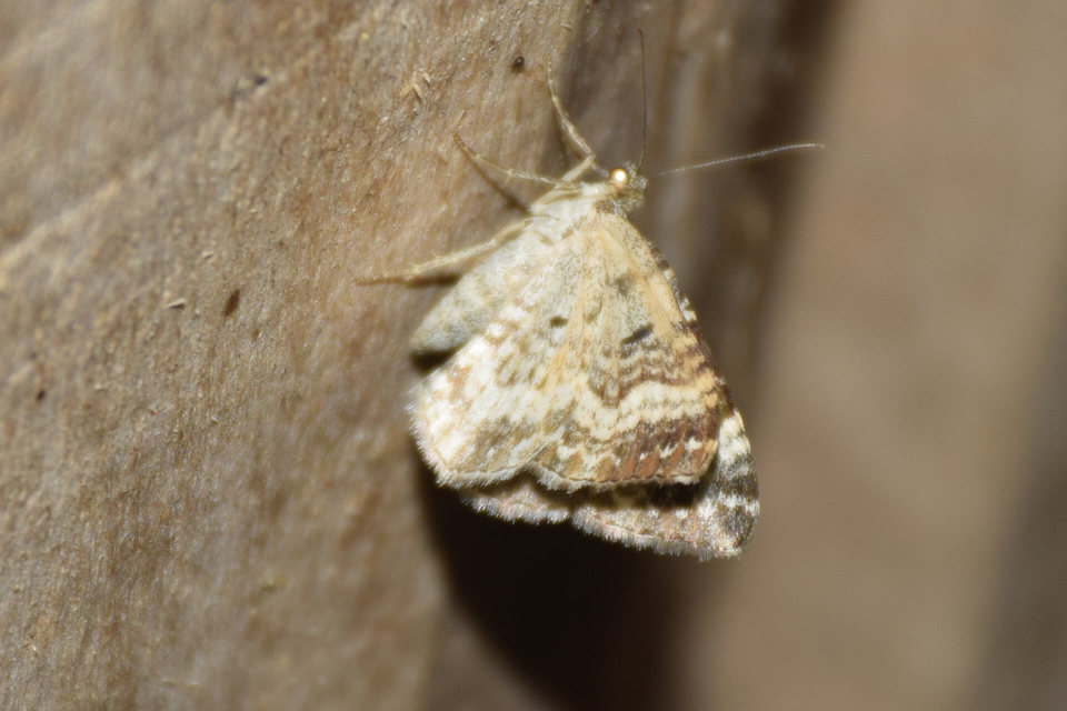 Epirrhoe alternata - galaj-tarkaaraszoló