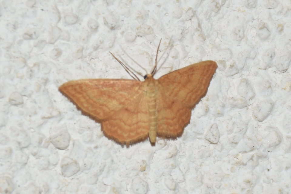 Idaea ochrata - okkerszínű sávosaraszoló