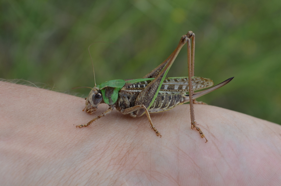 Decticus verrucivorus - szemölcsevő szöcske