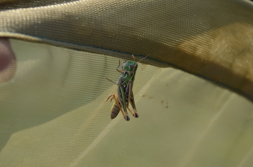 Stenobothrus nigromaculatus - sztyeppréti sáska