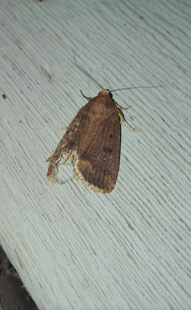 Amphipyra tragopoginis - bakszakállbagoly