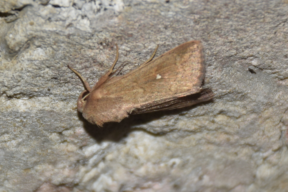 Mythimna albipuncta - fehérpettyes rétibagoly