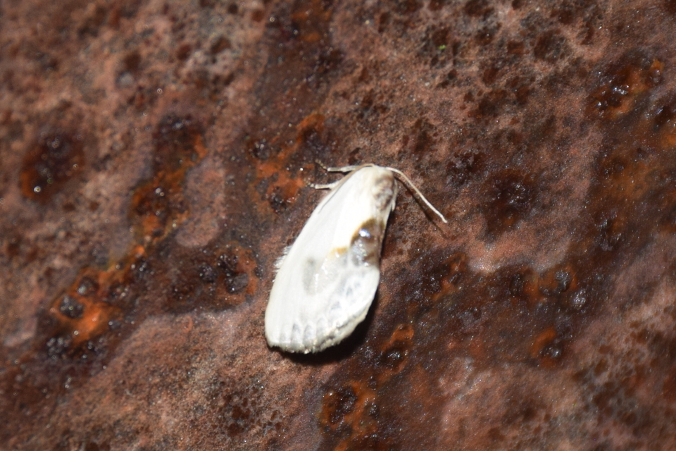 Cilix glaucata - törpe sarlósszövő