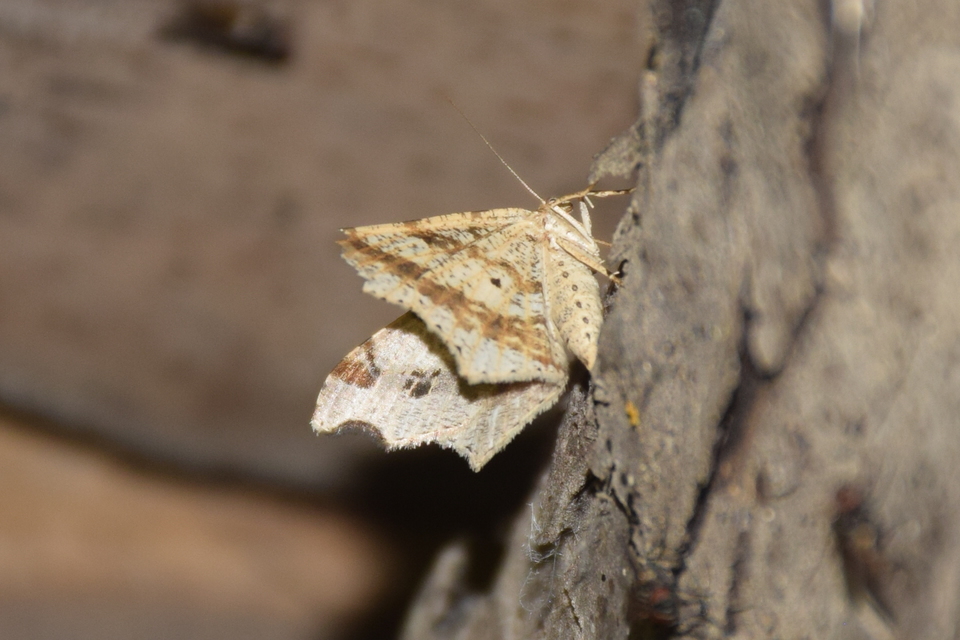 Macaria alternata - közönséges szürkearaszoló