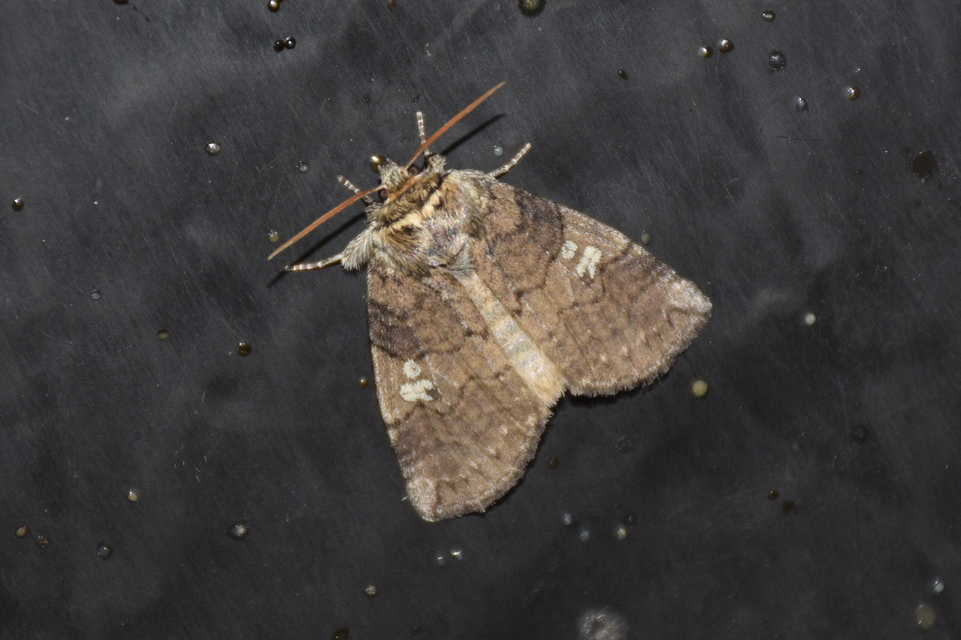 Tethea or - bélyeges pihésszövő